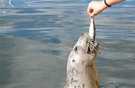 Silent Screams: The Horrors Of Seal Clubbing Exposed!!