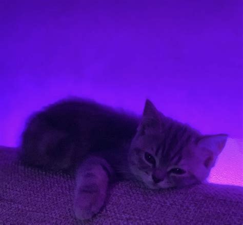 Purple cat aesthetic in 2023 | Cat aesthetic, Purple cat, Cats