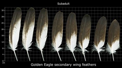 golden eagle feather - Google Search | Feather, Feather identification ...