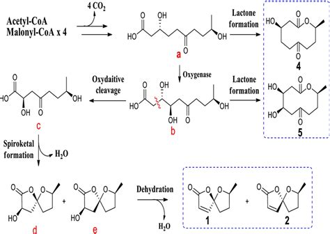 Plausible biosynthetic pathway of compounds 1, 2, 4, and 5 | Download ...