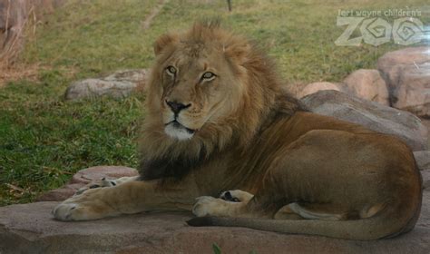 Fort Wayne zoo’s lion euthanized after cancer diagnosis – Indiana Public Radio