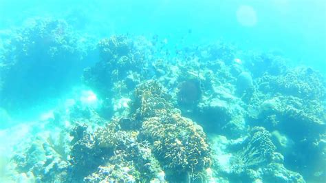 Snorkeling Roatan 2016 - YouTube