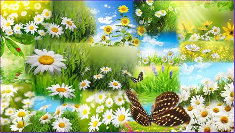 Spring Butterflies Wallpaper - WallpaperSafari