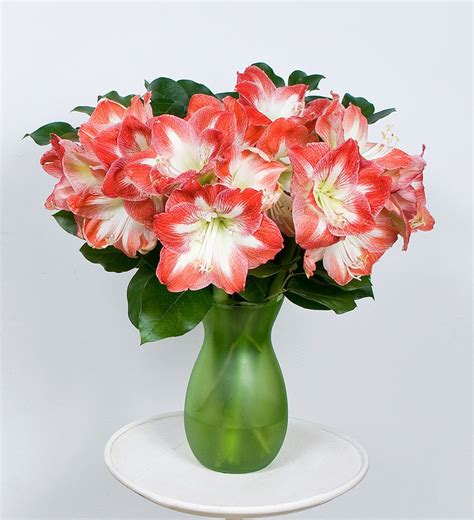 Bicolor Amaryllis Bouquet | White Flower Farm