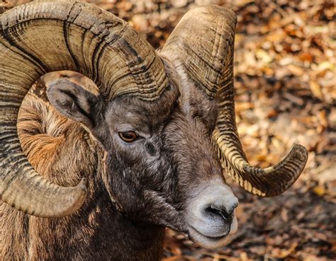 Bighorn Sheep Canyon - Royal Gorge Region