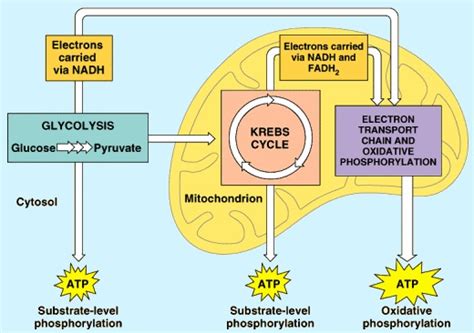 Cellular Respiration - CELLS