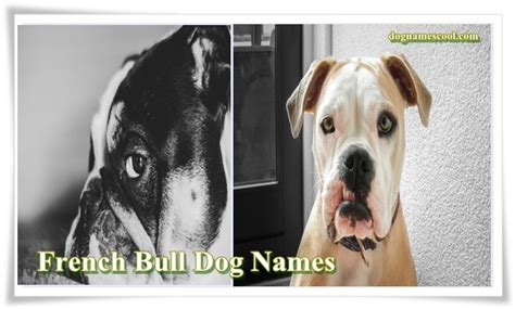 French Bulldog Names- The Perfect Name for Male and Female Frenchie