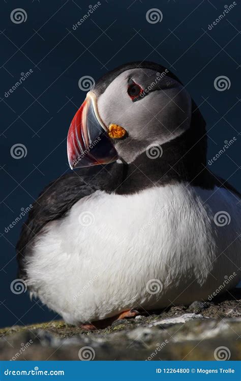 Atlantic puffin, Iceland stock photo. Image of iceland - 12264800