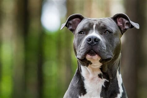 Pitbull Breeds & Types of Pitbulls - A List of Every Pitbull - The Pet Town