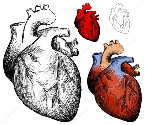 coracao realista - Búsqueda de Google en 2021 | Corazon vector ...