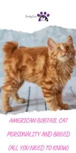 AMERICAN BOBTAIL CAT PERSONALITY AND BREED (ALL YOU NEED TO KNOW ...