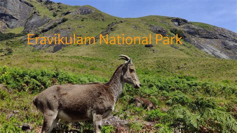 Eravikulam National Park l Lokkam Waterfall l Munnar l How to book tickets l Munnar post-covid ...