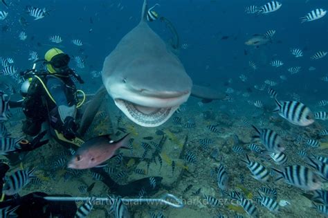 Shark Diver : Shark Diving : Swimming With Sharks: Conservation shark ...