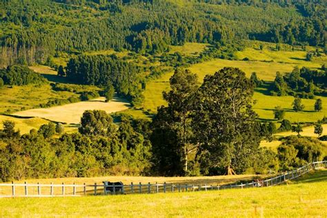 Premium Photo | View of pine trees in field