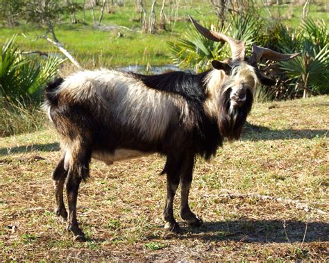 Spanish Goat - The Livestock Conservancy