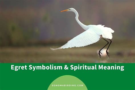 Egret Symbolism and Meaning (Totem, Spirit, and Omens) - Sonoma Birding