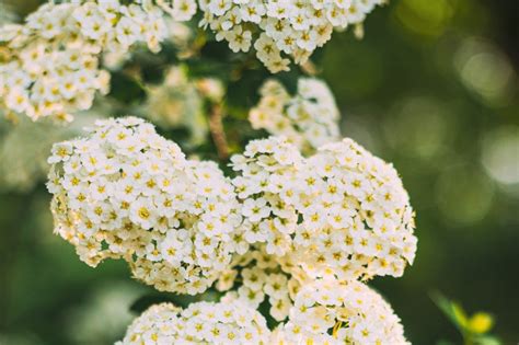 Spirea Varieties: 13 Common & Rare Types Of Spirea | The Home Tome