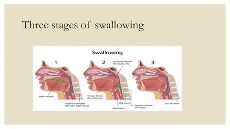 3 Stages of Swallowing – Atlantic Ear, Nose & Throat