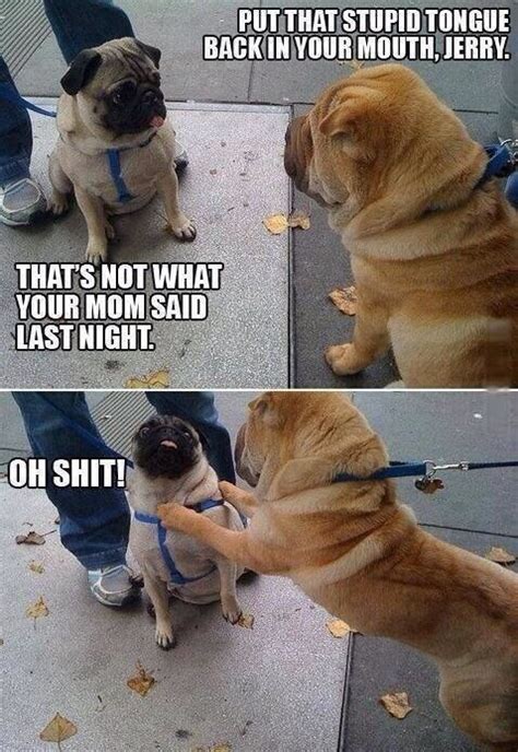 sassy pug on Tumblr