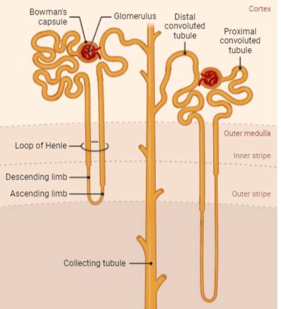 What is the role of the glomerulus in the kidney?