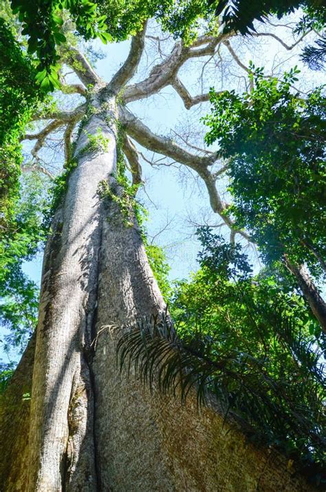 Giant Kapok tree in the Amazon rainforest, Tambopata National Reserve ...