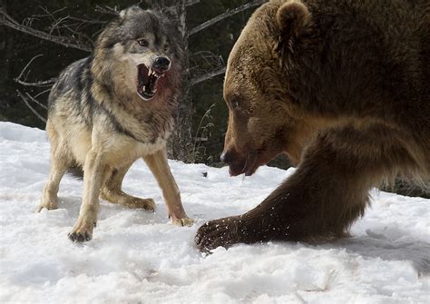 Grizzly and brave Wolf by Tom Littlejohns / 500px