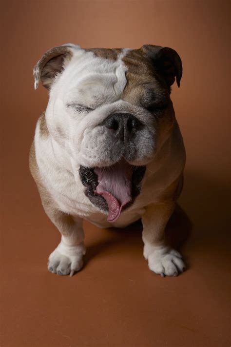 Skin Care for an English Bulldog | Cuteness