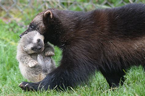 Wolverine cubs and a Frankenstein revival: Wednesday's best photos ...