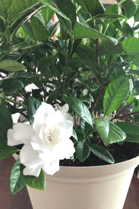 48+ How To Care For Gardenia Tree Indoors Pictures