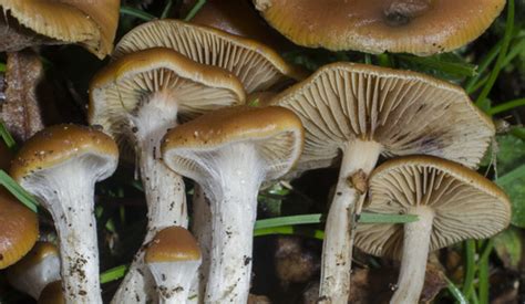 Wavy Cap (Psilocybe cyanescens) · iNaturalist