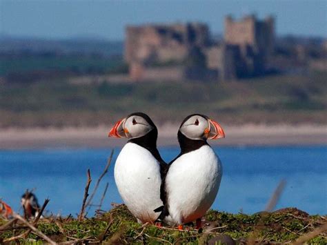 Puffin numbers on Farne Islands ‘stable’ despite early survey concerns | Express & Star