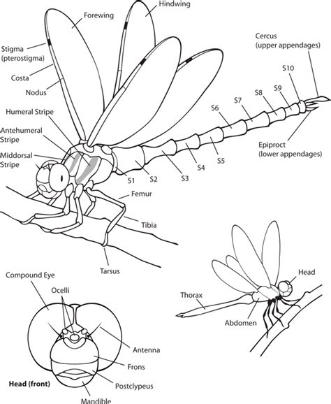 Odonata.dk | Info