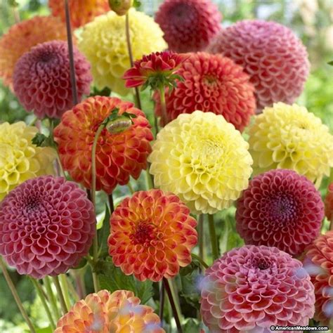 Pompon Dahlia Mix | Flower seeds, Growing dahlias, Welcome flowers