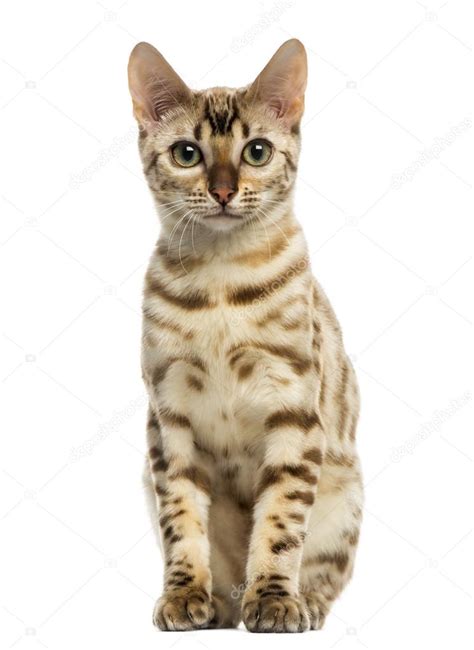 Front view of a Bengal cat sitting, looking at the camera, 5 yea Stock Photo by ©lifeonwhite ...