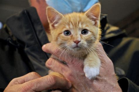 'Miracle' kittens found in backpack rescued from N.J. recycling plant's ...