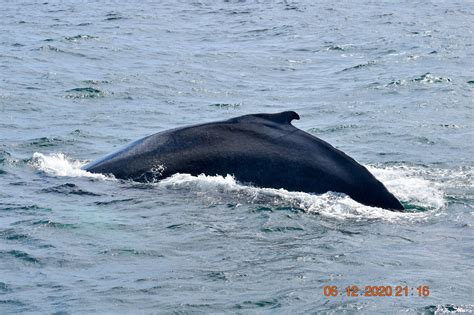 Newburyport Whale Watch - Home | Facebook