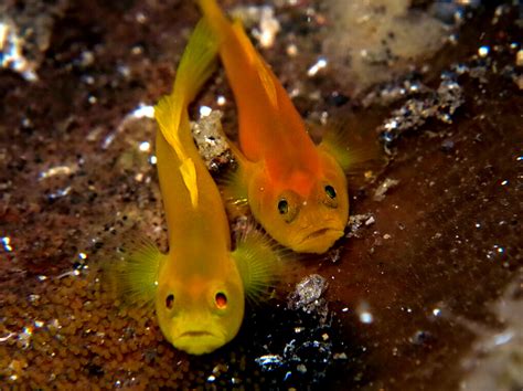 Sensitivitas Mengagumkan Sirip Ikan Goby - Mongabay.co.id