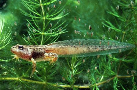 Common Frog Tadpole Photograph by George Bernard/science Photo Library