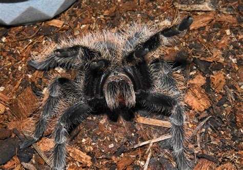 Brazilian Fire Red Birdeater Tarantula | Flickr - Photo Sharing!