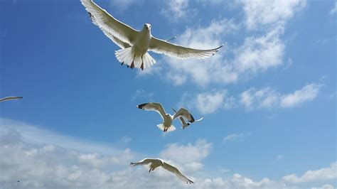 Bird Watching for Everyone | Nature images, Wildlife nature, Bird