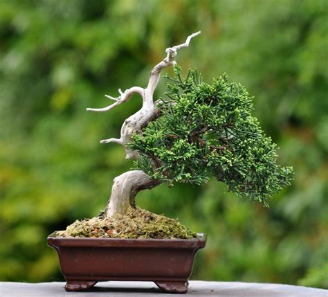 DSC_0304 | Mame bonsai, Bonsai, Plants