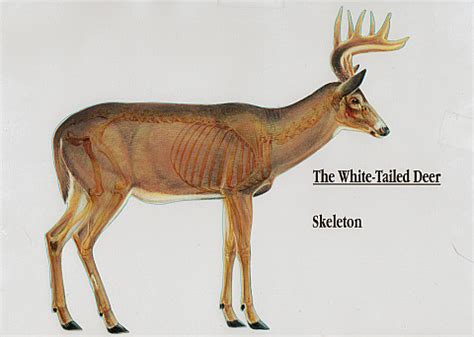 Anatomy of a Whitetail Deer