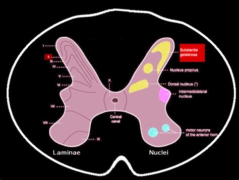 [Figure, Substantia gelatinosa Image courtesy S Bhimji MD] - StatPearls ...