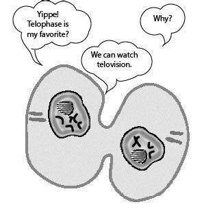 Mitosis Diagram