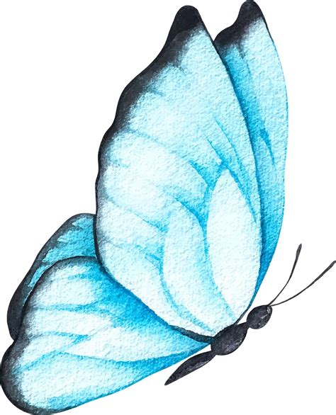 Premium Vector | Watercolor blue butterfly on a white background