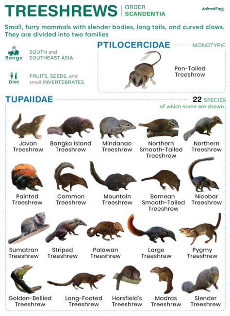 Treeshrew - Types, Description, Habitat, Diet, Lifespan, & Pictures