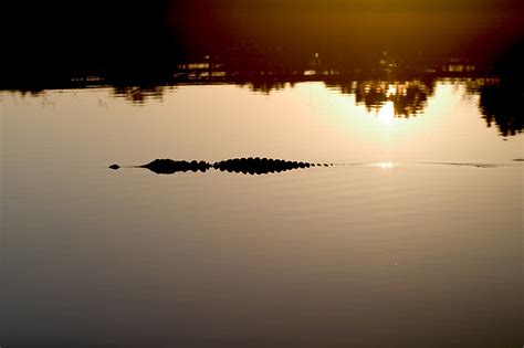 American Alligator Silhouette – Gloria Hopkins Art