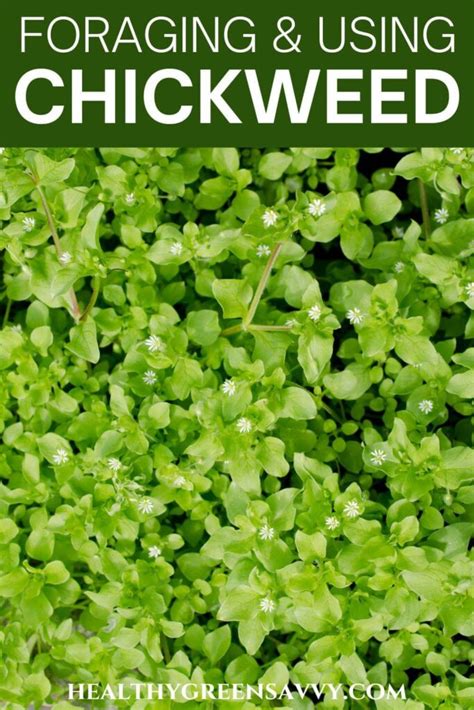 Edible Chickweed Identification, Uses & Benefits