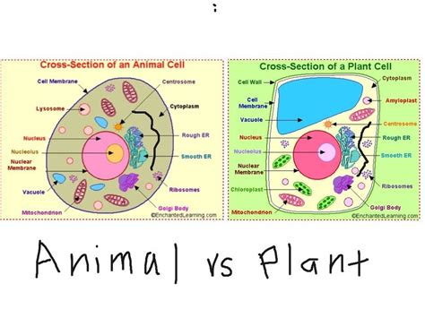 Plant vs. Animal Cells | Cell Structure Quiz - Quizizz