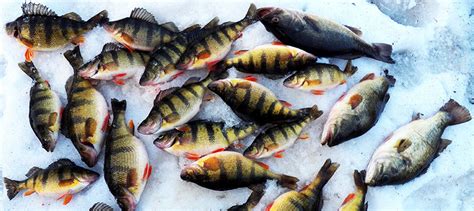 Winter Lake Fishing: Perch in the Midwest | Outdoorsy.com